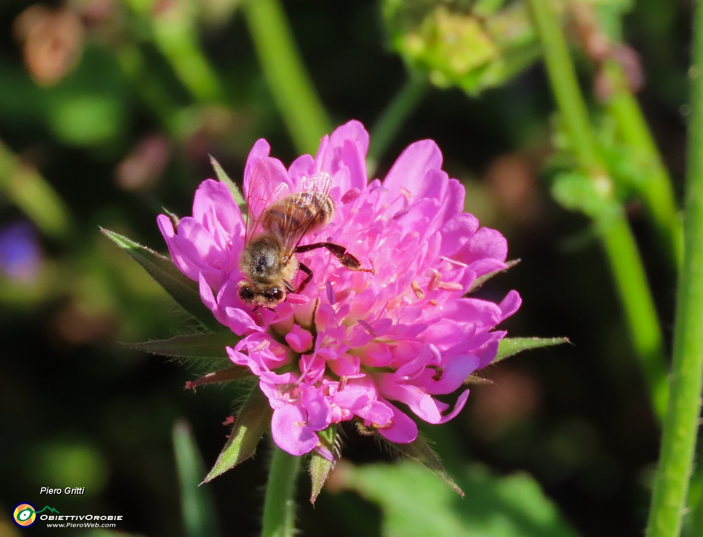 17 Ape mellifera su  Knautia longifolia  .JPG